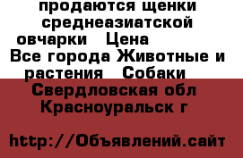 продаются щенки среднеазиатской овчарки › Цена ­ 30 000 - Все города Животные и растения » Собаки   . Свердловская обл.,Красноуральск г.